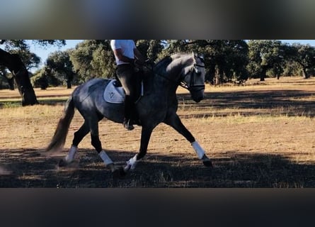 Lusitano, Ogier, 9 lat, 163 cm, Siwa