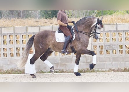 Lusitano, Ogier, 9 lat, 164 cm, Siwa