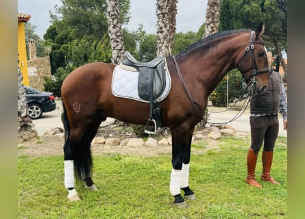 Lusitano, Ogier, 9 lat, 168 cm, Ciemnogniada