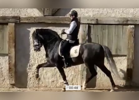 Lusitano, Ogier, 9 lat, 168 cm, Siwa