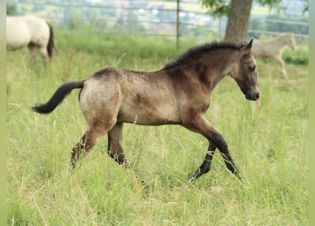 Lusitano Mix, Ogier, , 160 cm, Formy Brown Falb