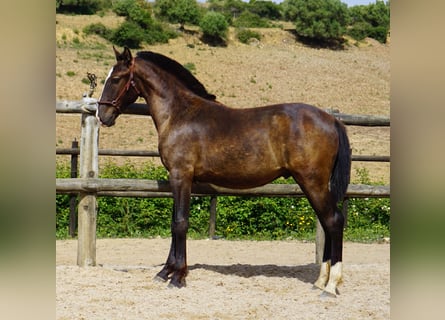 Lusitano, Ogier, Źrebak (01/2023), 162 cm, Bułana