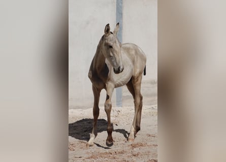 Lusitano, Ogier, Źrebak (04/2025), 164 cm, Jelenia