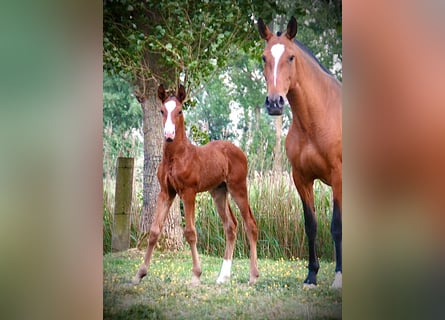 Lusitano, Ogier, , 165 cm, Gniada