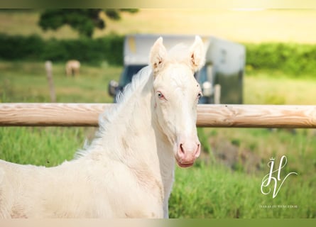Lusitano, Ogier, , Cremello