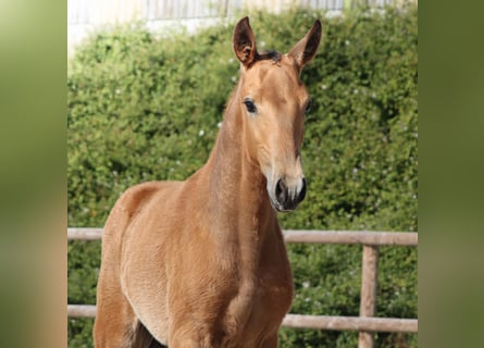 Lusitano, Ogier, Źrebak (01/2026), Jelenia