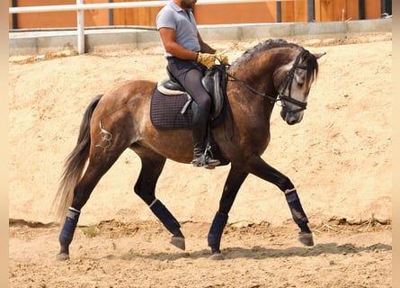 Lusitano, Ruin, 10 Jaar, 161 cm, Schimmel