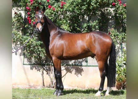 Lusitano, Ruin, 10 Jaar, 168 cm, Donkerbruin