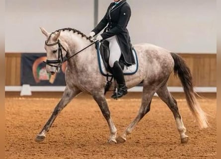 Lusitano, Ruin, 11 Jaar, 148 cm, Schimmel