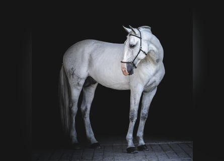 Lusitano, Ruin, 12 Jaar, 163 cm, Vliegenschimmel