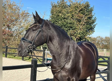 Lusitano, Ruin, 13 Jaar, 163 cm