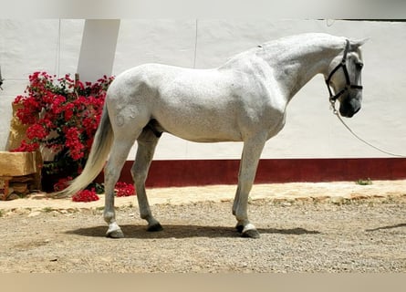 Lusitano, Ruin, 14 Jaar, 166 cm, Schimmel