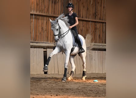 Lusitano, Ruin, 14 Jaar, 168 cm, Schimmel