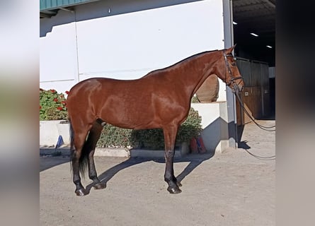 Lusitano, Ruin, 15 Jaar, 166 cm, Bruin