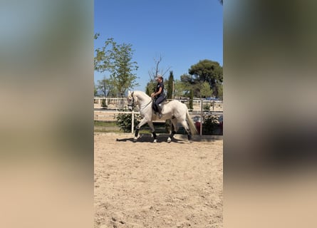 Lusitano Mix, Ruin, 18 Jaar, 157 cm, Schimmel