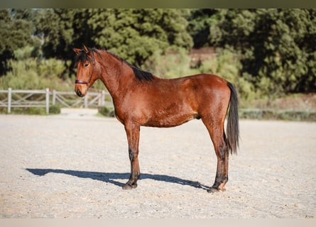 Lusitano, Ruin, 2 Jaar, Bruin