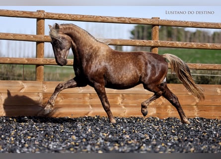 Lusitano Mix, Ruin, 3 Jaar, 147 cm, Palomino