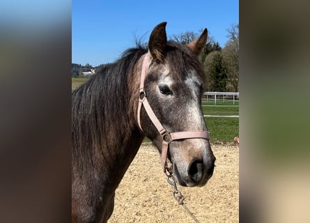 Lusitano, Ruin, 4 Jaar, 158 cm, Roan-Red