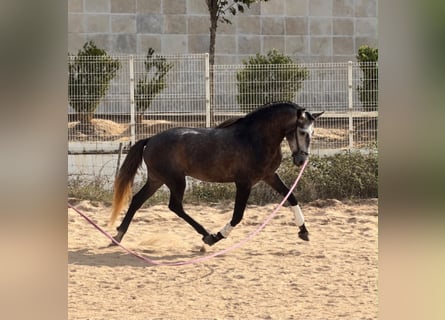 Lusitano, Ruin, 4 Jaar, 159 cm, Schimmel