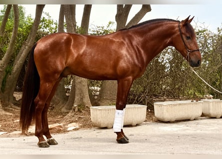 Lusitano, Ruin, 4 Jaar, 161 cm, Donkere-vos