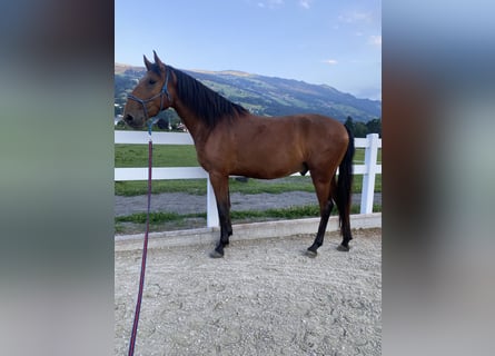 Lusitano, Ruin, 4 Jaar, 163 cm, Bruin