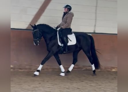 Lusitano, Ruin, 4 Jaar, 164 cm, Zwart
