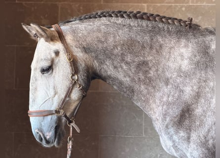 Lusitano, Ruin, 4 Jaar, 165 cm, Schimmel