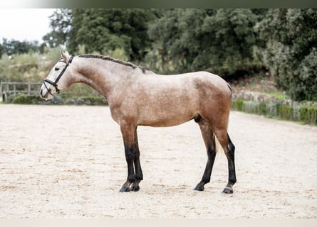 Lusitano, Ruin, 4 Jaar, Schimmel