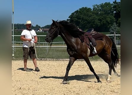 Lusitano, Ruin, 5 Jaar, 160 cm, Donkerbruin