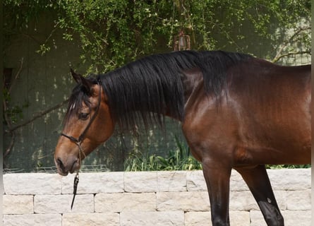 Lusitano, Ruin, 5 Jaar, 160 cm, Falbe