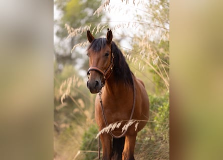 Lusitano, Ruin, 5 Jaar, 164 cm, Bruin