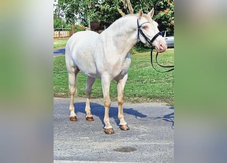 Lusitano Mix, Ruin, 6 Jaar, 150 cm, Cremello