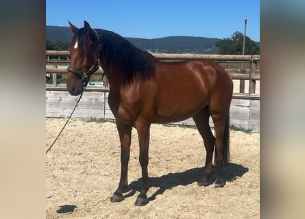 Lusitano, Ruin, 6 Jaar, 158 cm, Bruin