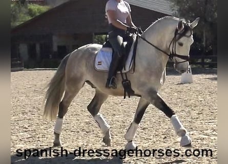 Lusitano, Ruin, 6 Jaar, 162 cm, Schimmel