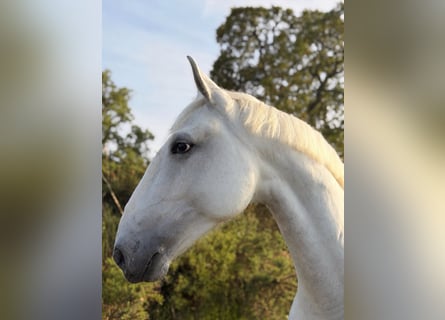 Lusitano, Ruin, 6 Jaar, 165 cm, Schimmel