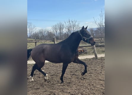 Lusitano, Ruin, 6 Jaar, 168 cm, Bruin