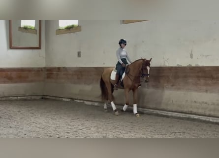 Lusitano, Ruin, 7 Jaar, 159 cm, Vos