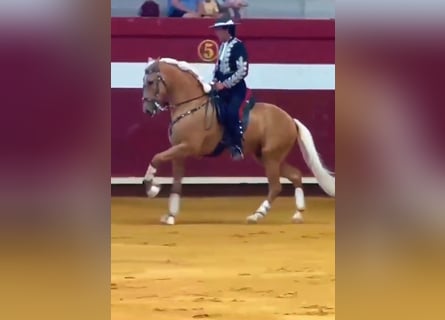 Lusitano, Ruin, 7 Jaar, 160 cm, Palomino