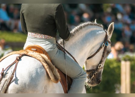 Lusitano, Ruin, 7 Jaar, 160 cm, Schimmel