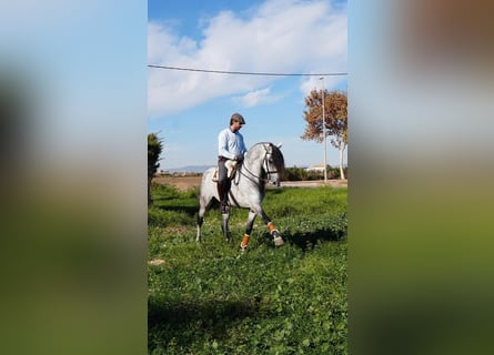 Lusitano, Ruin, 7 Jaar, 164 cm, Appelschimmel
