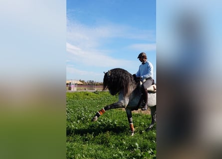 Lusitano, Ruin, 7 Jaar, 164 cm, Appelschimmel