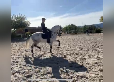 Lusitano, Ruin, 7 Jaar, 165 cm, Schimmel