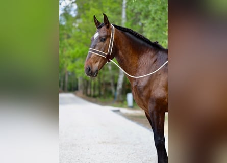 Lusitano, Ruin, 7 Jaar, 168 cm, Roodbruin