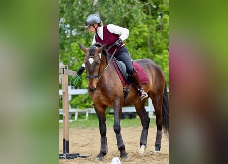 Lusitano, Ruin, 7 Jaar, Roodbruin