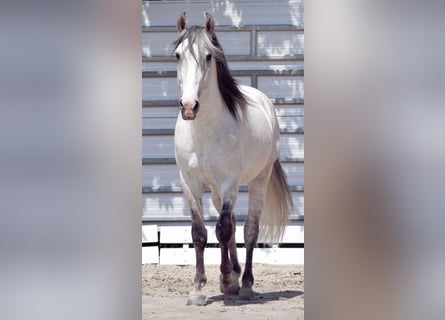 Lusitano, Ruin, 8 Jaar, 154 cm, Schimmel