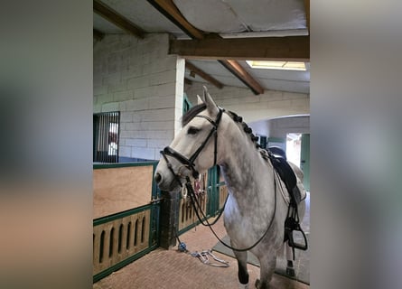 Lusitano, Ruin, 8 Jaar, 159 cm, Schimmel