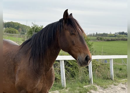 Lusitano, Ruin, 8 Jaar, 162 cm, Roodbruin