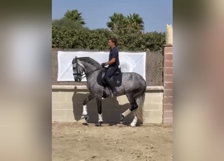 Lusitano, Ruin, 8 Jaar, 164 cm, Schimmel