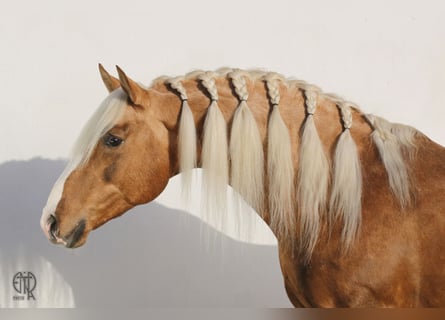 Lusitano, Ruin, 9 Jaar, 157 cm, Palomino