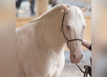 Lusitano, Ruin, 9 Jaar, 159 cm, Cremello